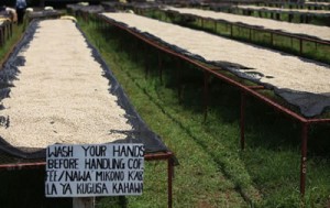 Kenyan-Coffee-Drying