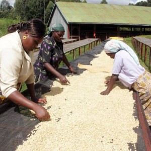 Kenyan-Coffee-Sorting-Waylitte