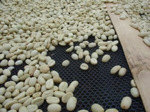 Kenyan_Coffee_Grading_Waylite